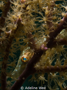 A slender filefish playing peek-a-boo from its hiding place. by Adeline Wee 